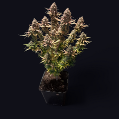 485ac069-974a-4faf-aed0-c87d034ec101.png