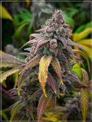 FLO+62 Scrog Cut (Green poison x Cherrytini) x Backyard Banana.jpg