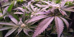 CW Lamic-Tal Purps #1