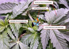 Lamic-Tal Green crack coupe FIM 2eme chance après
