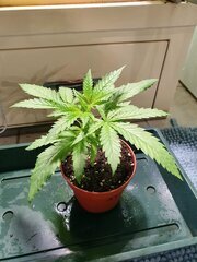 Juanita La Lagrimosa fem