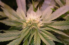 CW Lamic-Tal Purps #1