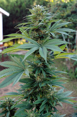 BUBBA KUSH