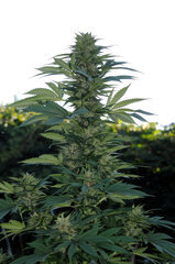 BUBBA KUSH