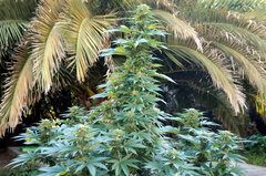 BUBBA KUSH