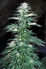 BUBBA KUSH