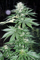 BUBBA KUSH
