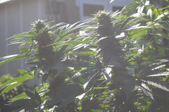 BUBBA KUSH