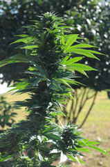 BUBBA KUSH