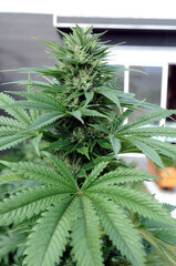 BUBBA KUSH
