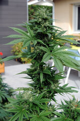 BUBBA KUSH