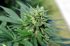 BUBBA KUSH