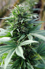 BUBBA KUSH