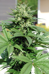 BUBBA KUSH