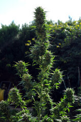 BUBBA KUSH
