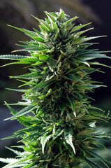 BUBBA KUSH
