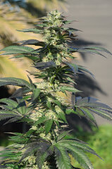 BUBBA KUSH