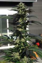 BUBBA KUSH