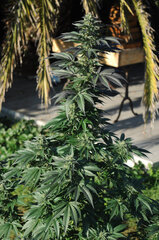 BUBBA KUSH