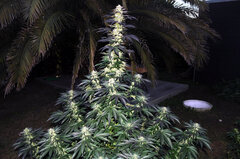 BUBBA KUSH