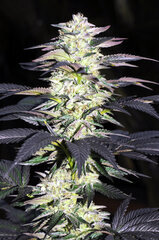 BUBBA KUSH