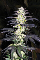 BUBBA KUSH