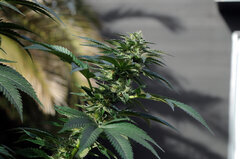 BUBBA KUSH