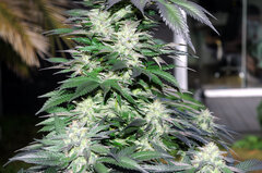 BUBBA KUSH