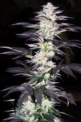 BUBBA KUSH