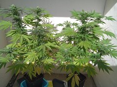 IMG_20250930_150604.jpg