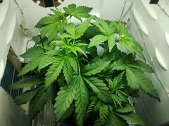 IMG_20251002_082309.jpg