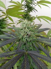 IMG_20251007_181718.jpg