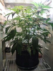 IMG_20251009_210023.jpg