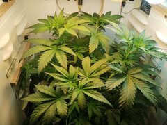 IMG_20251009_210034.jpg