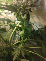 IMG_20251020_173550.jpg