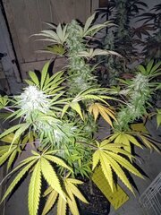 IMG_20251020_192146.jpg