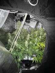 https://growdiaries.com/diaries/283235-grow-journal-by-satax