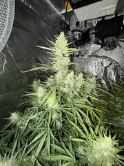 IMG_2079.jpeg