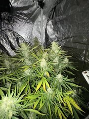 IMG_2080.jpeg