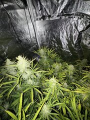 IMG_2082.jpeg