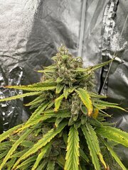 IMG_2088.jpeg