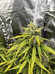 IMG_2089.jpeg