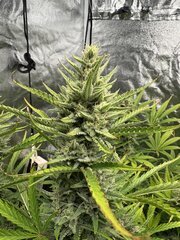 IMG_2090.jpeg