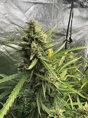 IMG_2091.jpeg