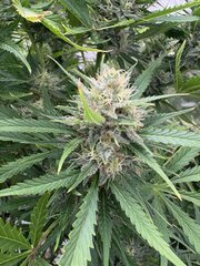 IMG_2094.jpeg