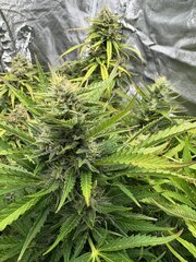 IMG_2095.jpeg
