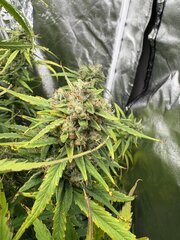 IMG_2096.jpeg