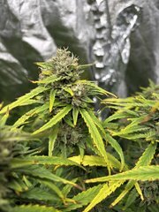 IMG_2097.jpeg