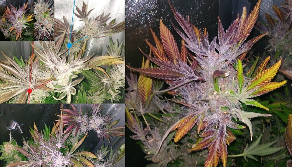 Super cropping Purple queen Lamic-Tal NFT.jpg