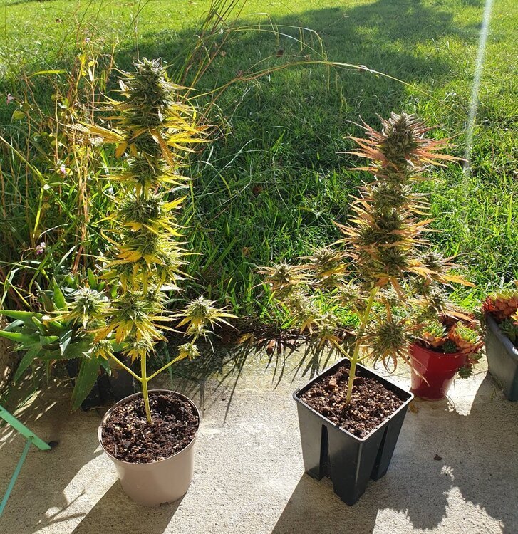 1069346791_Purplekushfem12.thumb.jpg.ec6e2ce7e1c7cdae4c4adb153c371061.jpg